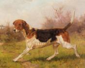 托马斯 布林克斯 : A Foxhound